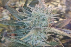 IMG_20210127_092201162